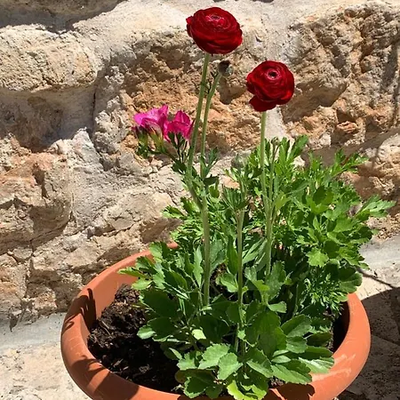 Pensionat Libertas Dubrovnik